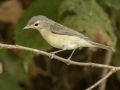 Warbling Vireo