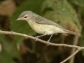 Wabling Vireo -1268 The Trace, Dover US-TN 36.55396, -87.90181, Stewart, Tennessee, Sept 11, 2024