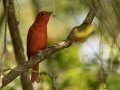 Summer Tanager - 1268 The Trace, Dover US-TN, Stewart County, Tennessee, Sept 11, 2024