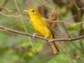 Summer Tanager - Gatling Point Rec Area, Stewart County, Tennessee, Sept 15, 2024