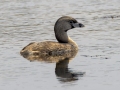 Pied Grebe