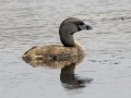 Pied Grebe  - Cross Creeks NWR--TN-49 Entrance, Stewart, Tennessee, United States, July 18, 2024