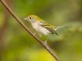 Chestnut-sided Warbler - 1268 The Trace, Dover US-TN 36.55396, -87.90181, Stewart, Tennessee, United States, Sept 22, 2024