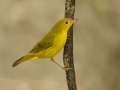 Yellow Warbler - 1268 The Trace, Dover US-TN 36.55396, -87.90181, Stewart, Tennessee, Sept 25, 2024