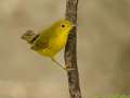 Yellow Warbler