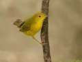 Yellow Warbler - 1268 The Trace, Dover US-TN 36.55396, -87.90181, Stewart, Tennessee, Sept 25, 2024