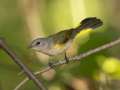 American Redstart - 1268 The Trace, Dover US-TN 36.55396, -87.90181, Stewart, Tennessee, United States, Sept 18, 2024