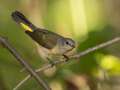 American Redstart - 1268 The Trace, Dover US-TN 36.55396, -87.90181, Stewart, Tennessee, United States, Sept 18, 2024