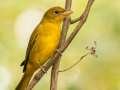 Summer Tanager - 1268 The Trace, Dover US-TN, Stewart County, Tennessee, Sept 22, 2024