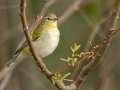 Tennessee Warbler - Barkley WMA, Stewart, Tennessee, Oct 13, 2024