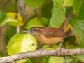 Carolina Wren - Gatling Point Rec Area (36.5575,-87.9038), Stewart, Tennessee, United States, Oct 10, 2024