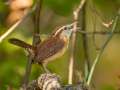 Carolina Wren - Gatling Point Rec Area (36.5575,-87.9038), Stewart, Tennessee, United States, Oct 10, 2024