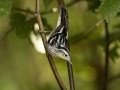 Black-and-white Warbler - 1268 The Trace, Dover US-TN 36.55396, -87.90181, Stewart, Tennessee, United States, Sept 11, 2024