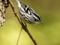 Black-and-white Warbler - Gatling Point Rec Area (36.5575,-87.9038), Stewart, Tennessee, United States, Sept 9, 2024