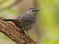 Gray Catbird - 1268 The Trace, Dover US-TN 36.55396, -87.90181, Stewart, Tennessee, United States, Sept 25, 2024