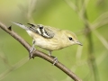 Bay-breasted Warbler - 1268 The Trace, Dover US-TN 36.55396, -87.90181, Stewart, Tennessee, United States, Sept 15, 2024