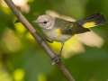 American Redstart - 1268 The Trace, Dover US-TN 36.55396, -87.90181, Stewart, Tennessee, United States, Sept 18, 2024