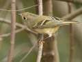 Ruby-crowned Kinglet - 1268 The Trace, Dover US-TN, Stewart County, Tennessee, Sept 28, 2024