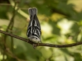 Black-and-white Warbler - 1268 The Trace, Dover US-TN 36.55396, -87.90181, Stewart, Tennessee, United States, Sept 11, 2024