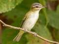 Red-eyed Vireo - 1268 The Trace, Dover US-TN 36.55396, -87.90181, Stewart, Tennessee, United States, Sept 22, 2024