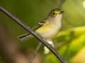 White-eyed Vireo - 1268 The Trace, Dover US-TN 36.55396, -87.90181, Stewart, Tennessee, Sept 18, 2024