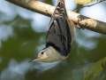 White-breasted Nuthatch - Gatlin Point Rd, Dover US-TN 36, Stewart, Tennessee, Sept 18, 2024