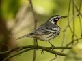 Yellow-throated Warbler - 1268 The Trace, Dover US-TN 36.55396, -87.90181, Stewart County, Sept 14, 2024