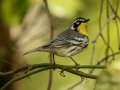 Yellow-throated Warbler - 1268 The Trace, Dover US-TN 36.55396, -87.90181, Stewart County, Sept 11, 2024