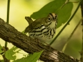 Ovenbird - Gatling Point Rec Area (36.5575,-87.9038), Stewart, Tennessee, United States, Sept 9, 2024