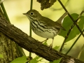 Ovenbird - Gatling Point Rec Area (36.5575,-87.9038), Stewart, Tennessee, United States, Sept 9, 2024