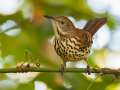 Brown Thrasher - 1268 The Trace, Dover US-TN 36.55396, -87.90181, Stewart, Tennessee, United States, Sept 18, 2024