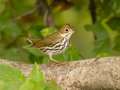 Ovenbird - 1268 The Trace, Dover US-TN 36.55396, -87.90181, Stewart, Tennessee, United States, Sept, 22, 2024