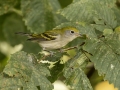 Chestnut-sided Warbler