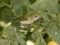 Chestnut-sided Warbler - Gatling Point Rec Area (36.5575,-87.9038), Stewart, Tennessee, United States, June 21, 2024