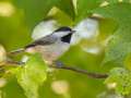 Carolina Chickadee - Gatling Point Rec Area (36.5575,-87.9038), Stewart, Tennessee, United States, Sept 18, 2024