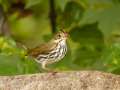 Ovenbird - 1268 The Trace, Dover US-TN 36.55396, -87.90181, Stewart, Tennessee, United States, Sept, 22, 2024