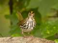 Ovenbird - 1268 The Trace, Dover US-TN 36.55396, -87.90181, Stewart, Tennessee, United States, Sept, 22, 2024