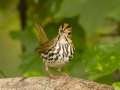 Ovenbird - 1268 The Trace, Dover US-TN 36.55396, -87.90181, Stewart, Tennessee, United States, Sept, 22, 2024