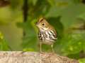 Ovenbird - 1268 The Trace, Dover US-TN 36.55396, -87.90181, Stewart, Tennessee, United States, Sept, 22, 2024