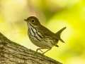 Ovenbird - Gatling Point Rec Area (36.5575,-87.9038), Stewart, Tennessee, United States, Sept 9, 2024