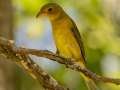 Scarlet Tanager - Gatling Point Rec Area, Stewart County, Tennessee, Sept 15, 2024