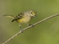 White-eyed Vireo - 1268 The Trace, Dover US-TN 36.55396, -87.90181, Stewart, Tennessee, Sept 12, 2024