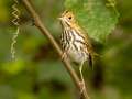 Ovenbird - 1268 The Trace, Dover US-TN 36.55396, -87.90181, Stewart, Tennessee, United States, Sept, 22, 2024