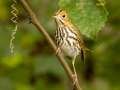 Ovenbird - 1268 The Trace, Dover US-TN 36.55396, -87.90181, Stewart, Tennessee, United States, Sept, 22, 2024