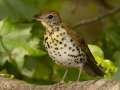 Wood Thrush - Gatling Point Rec Area (36.5575,-87.9038), Stewart, Sept 15, 2024