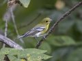 Yellow-throated Vireo - 1268 The Trace, Dover US-TN 36.55396, -87.90181, Stewart County, Sept 19, 2024
