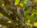 Red-bellied Woodpecker - Gatling Point Rec Area (36.5575,-87.9038), Stewart, Tennessee, United States, Sept 18, 2024
