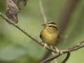 Worm-eating Warbler - 1268 The Trace, Dover US-TN 36.55396, -87.90181, Stewart, Tennessee, Sept 12, 2024