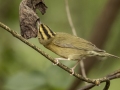 Worm-eating Warbler