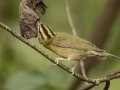 Worm-eating Warbler - 1268 The Trace, Dover US-TN 36.55396, -87.90181, Stewart, Tennessee, Sept 12, 2024